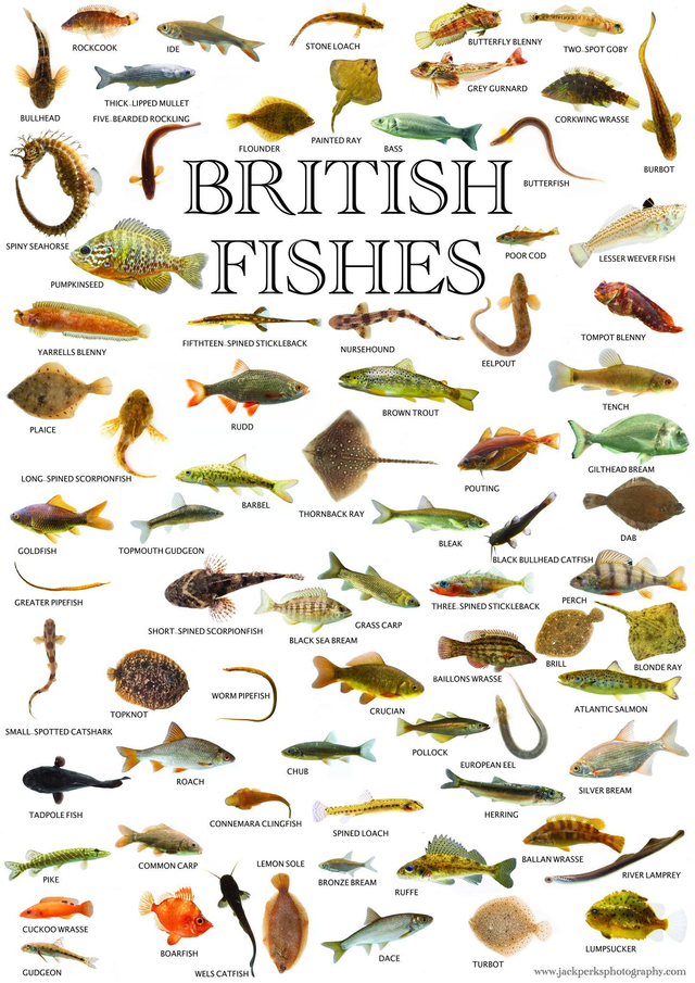 A3 UK Fish Poster 