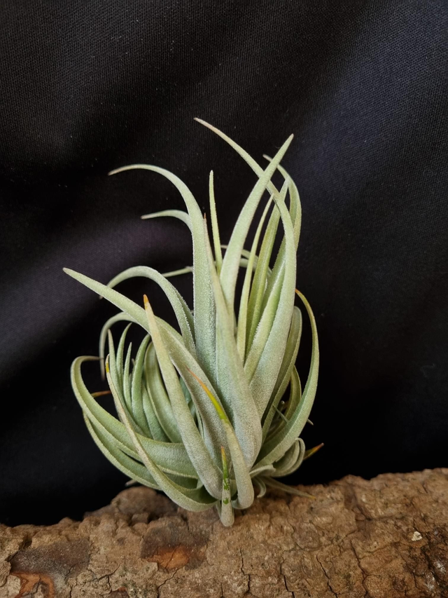 Tillandsia lorentziana