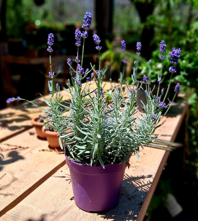 M11 . Lavandula angustifolia