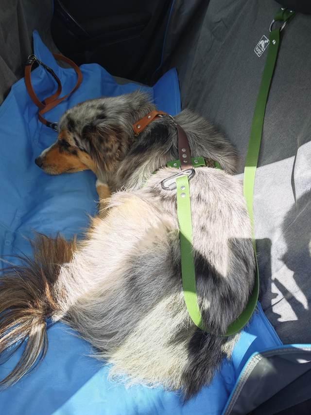 Ceinture chien appuie tête voiture Biothane