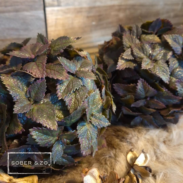 Siernetel bol M (kunst)