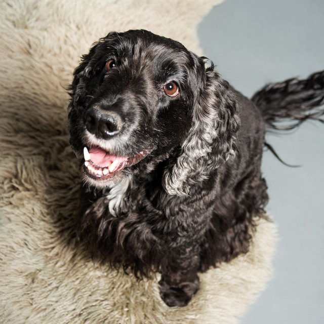 Portretshoot in de studio