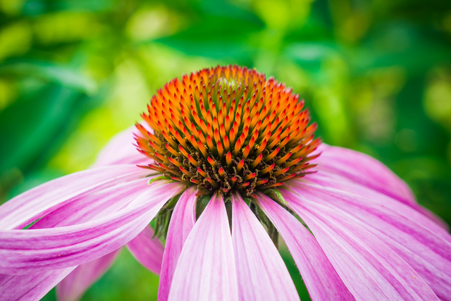 Echinacea