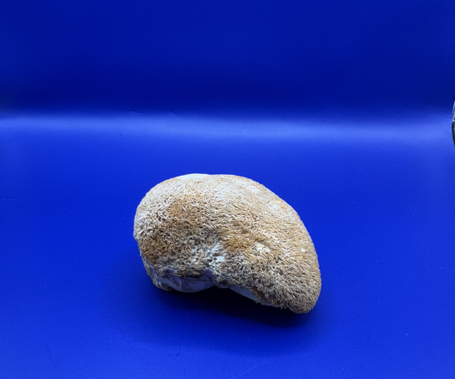 Lion’s mane dried whole mushrooms 15 grams