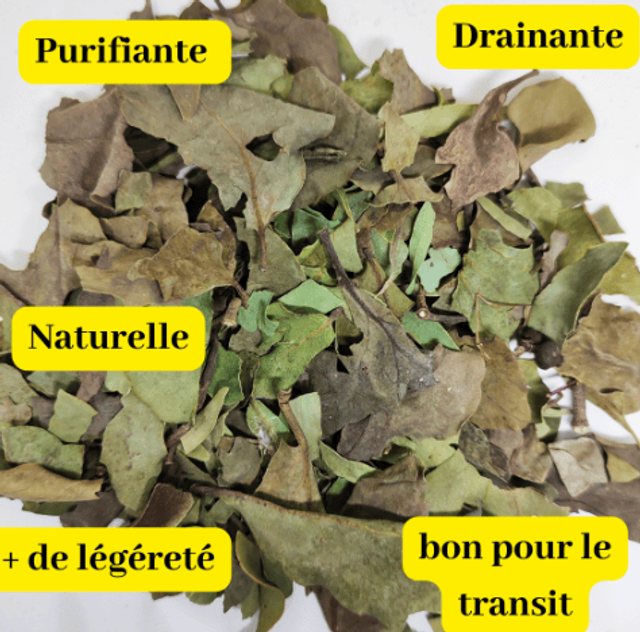 Plante Bien-Être Nettoyante : La Solution Naturelle pour la Sphère Intime