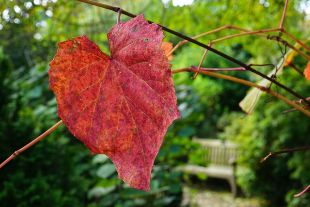 I love you Autumn - Print 