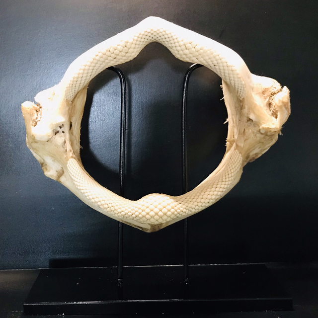 Mâchoire de grande raie guitare 