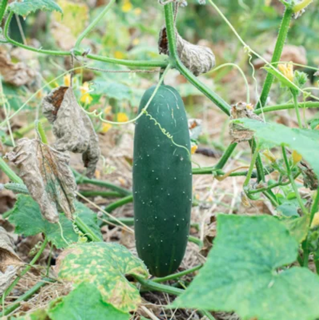 Concombre court Marketmore