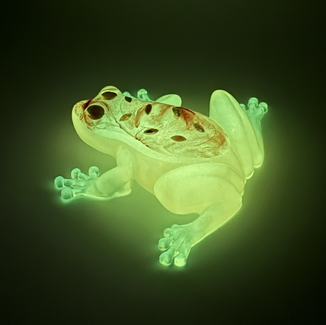 Grenouille Soleil Printanier 