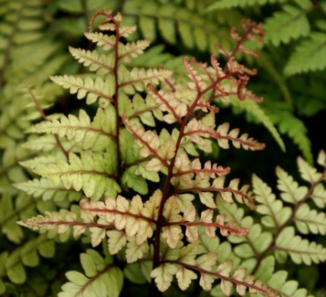 Athyrium otophorum &#039;Okanum&#039; 2 litre