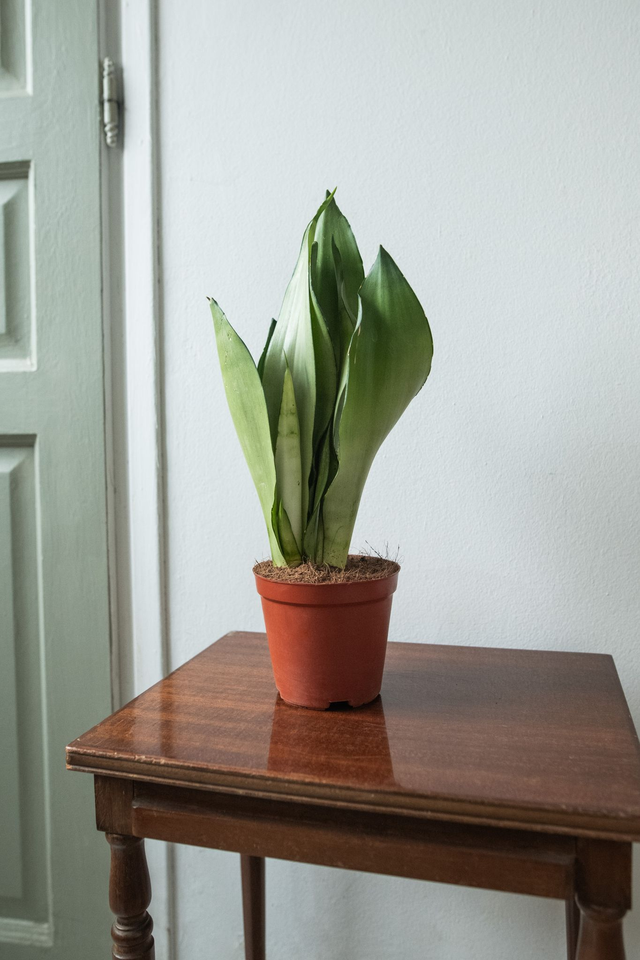 Sansevieria Trifasciata 'Moonshine' 🌿
