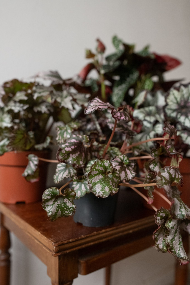 Begonia Mania - Xmas Kit 🎀