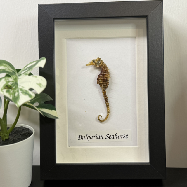 Bulgarian seahorse 