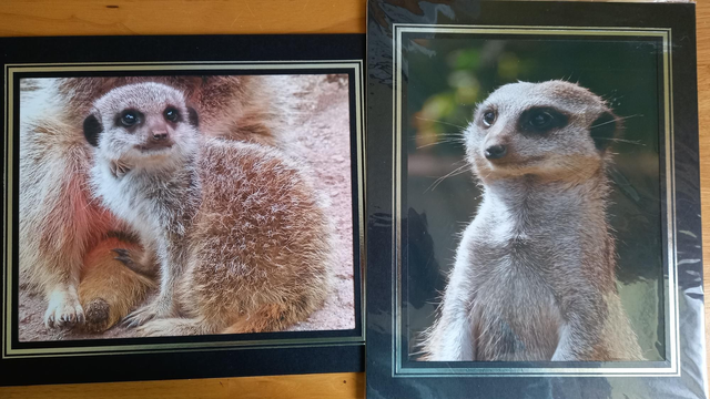 2 Meerkat mounted Pictures 