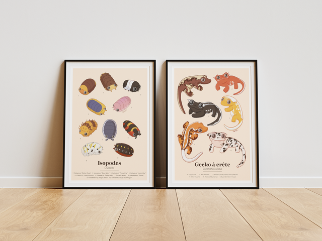 Collection "Planches d'études" - Gecko à crête