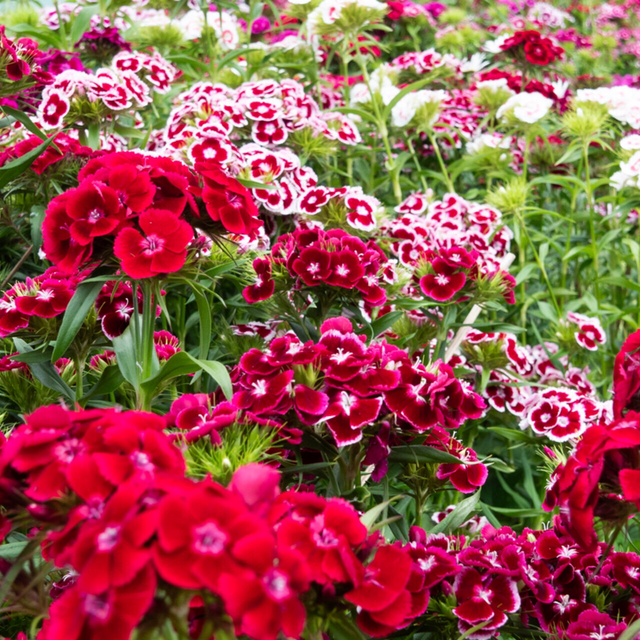 Œillet de Poète Électron AB - Dianthus barbatus