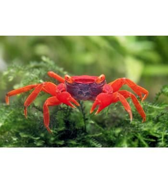 Granchio Vampiro Red Tomato