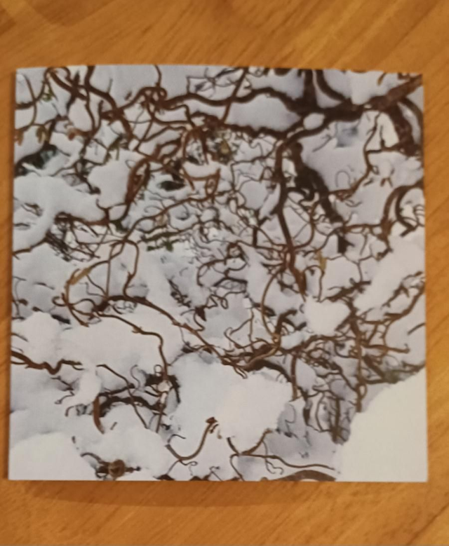 Contorted Hazel greetings card