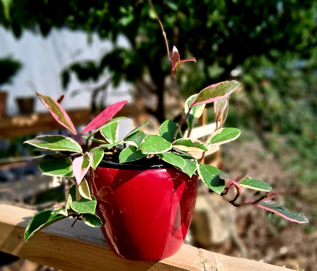 C75 . Hoya carnosa 'Tricolor Flamingo Dream' in "Summer cachpot"