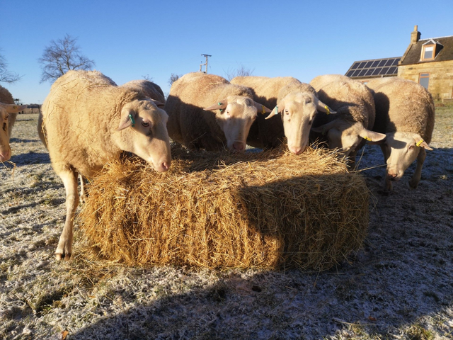 Buy A Bale For Lucky Ewe