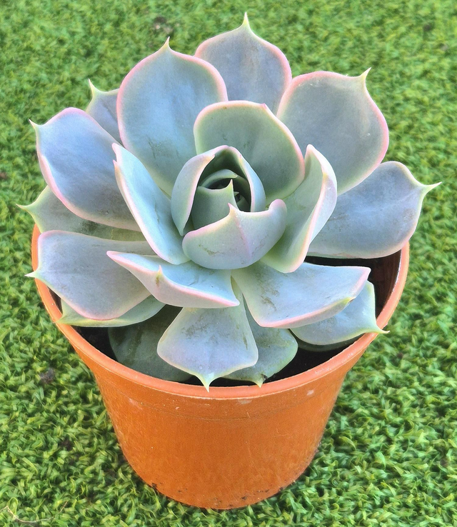 Echeveria &#039;Lotus&#039;