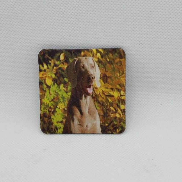 Chien - Braque de Weimar