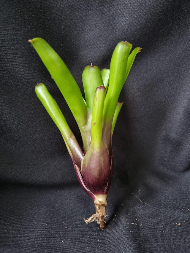 Neoregelia Ajax