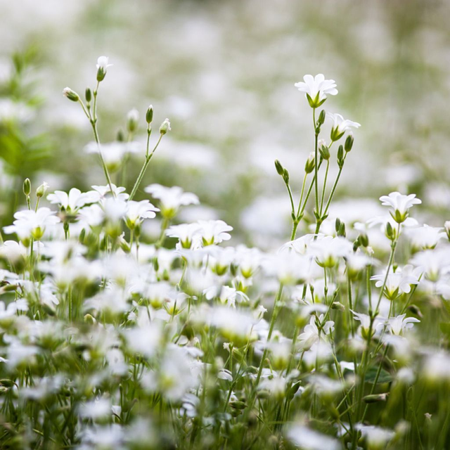 Stéllaire holostée (Stellaria holostea)