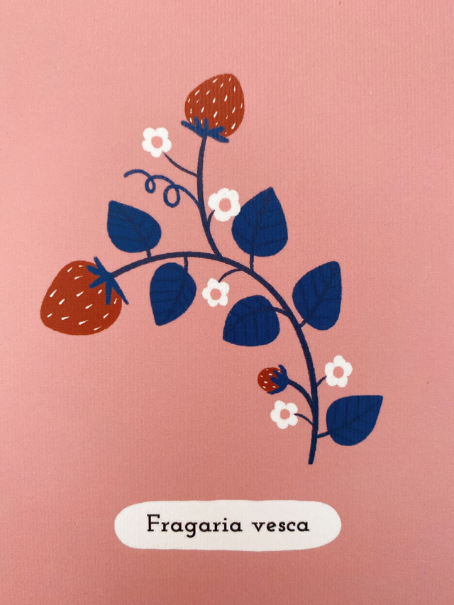 Stampe A6 - botaniche