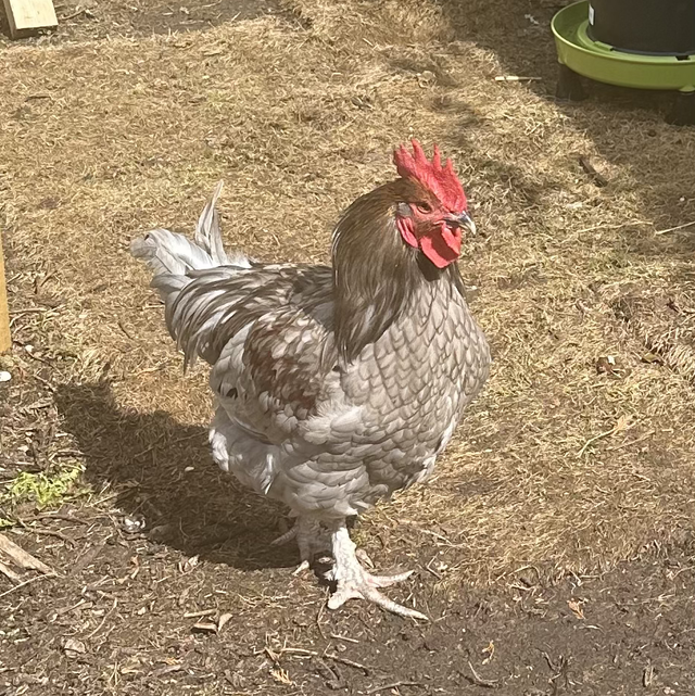 rooster