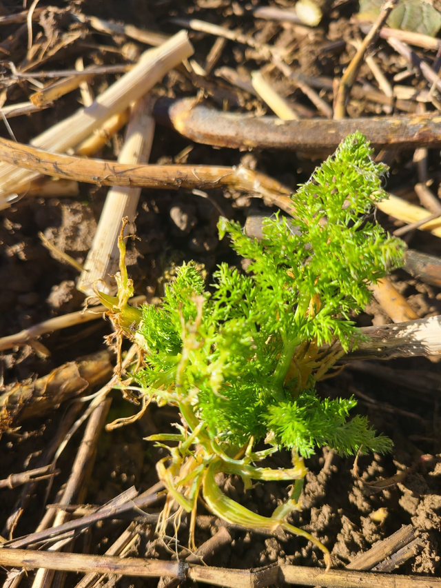 Atelier Les plantes de printemps : des alliées pour réveiller sa vitalité - en PREVENTE