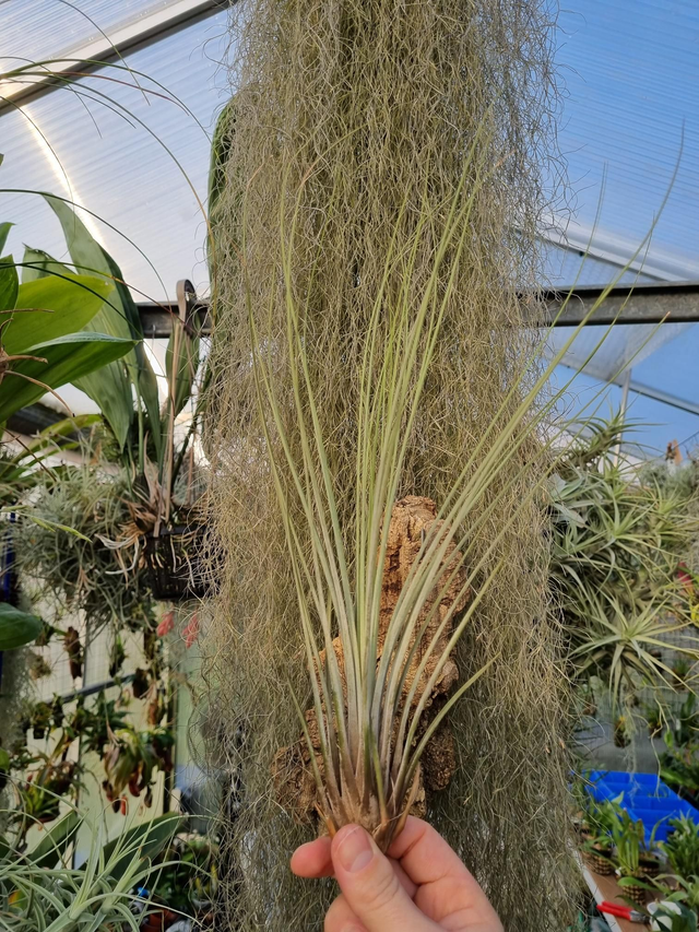 Tillandsia juncea