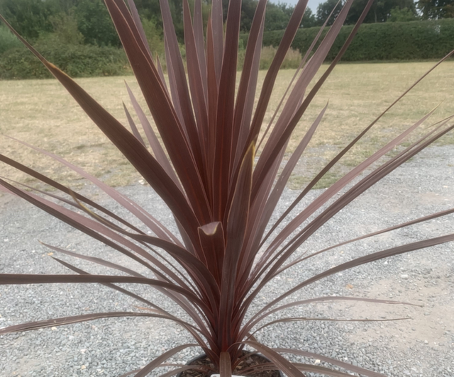 Cordyline Red Star (store collection only at checkout)
