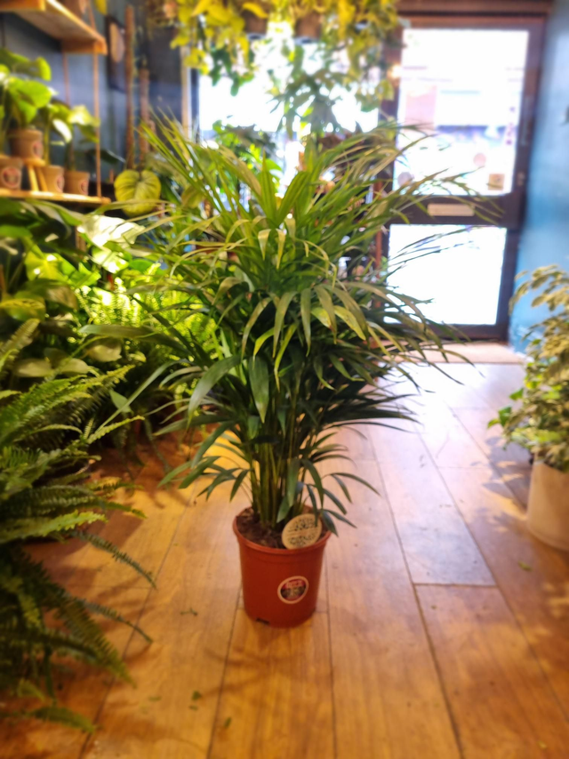 Palm standing 110cm tall in 21cm pot 