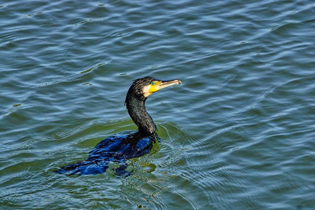 Cormoran