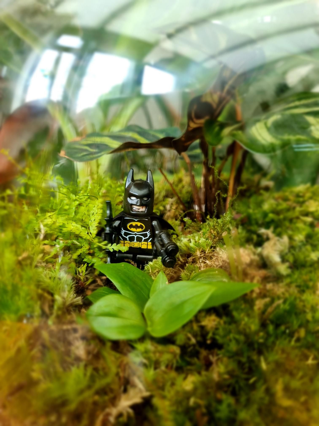 Built to order superhero terrarium 