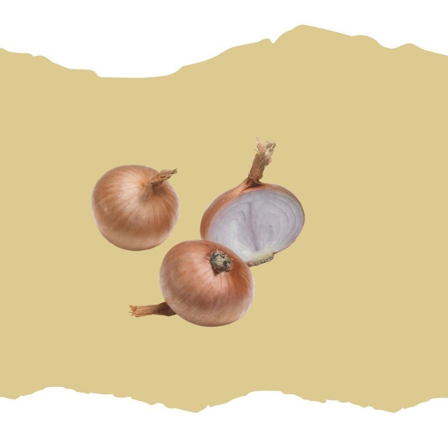 Échalote ronde Red Sun