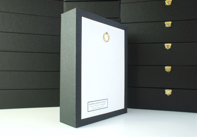 Collection de coléoptères du monde