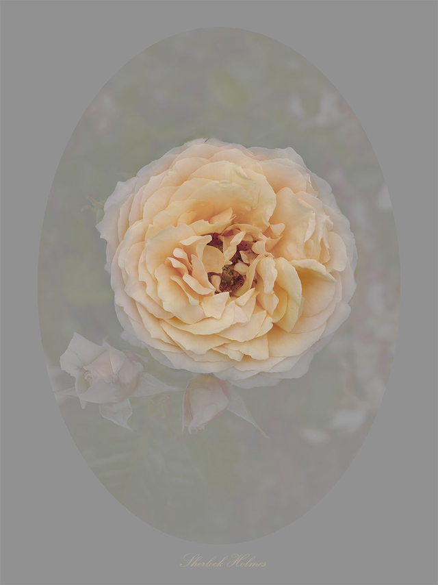 Rose Sherlock Holmes