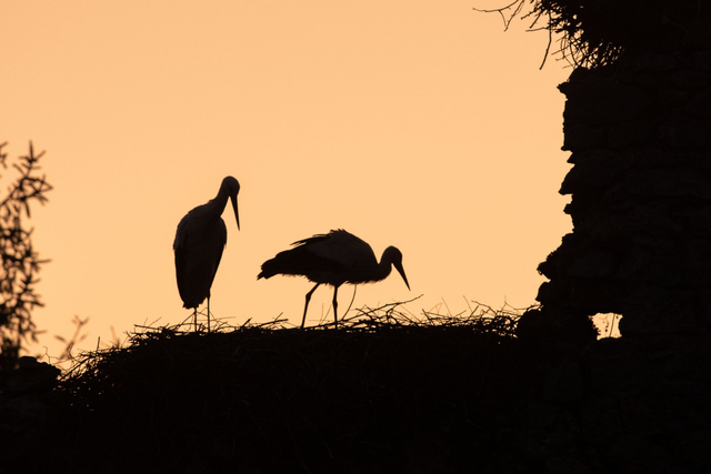 Ombres de cigognes