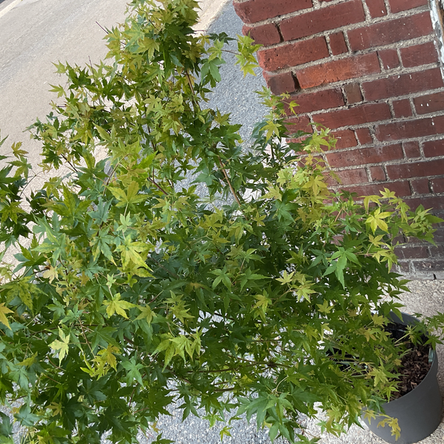 Acer palmatum 