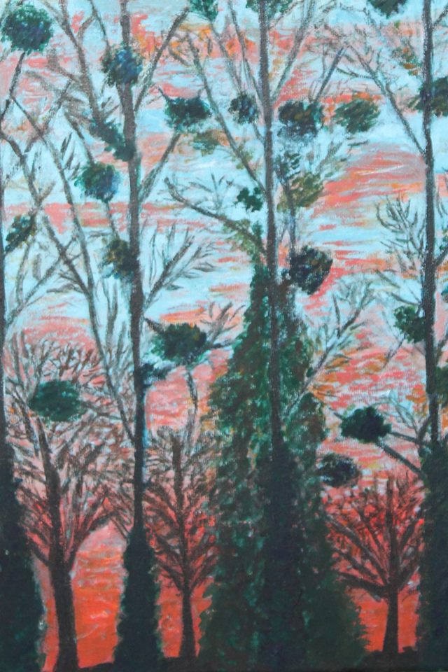 Poplars with mistletoe against sunset 