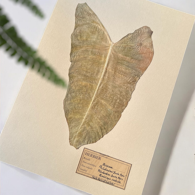 Herbier A4 vintage affiche botanique philodendron burle Marx 