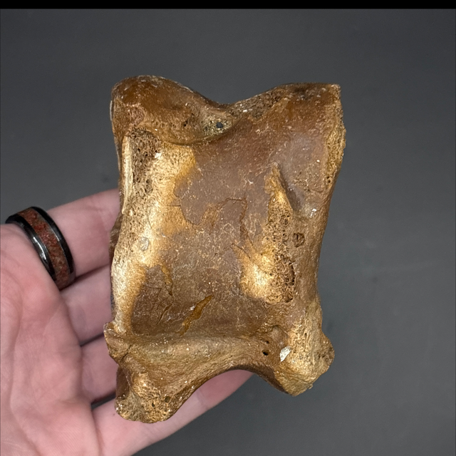 Bison Tarsal 