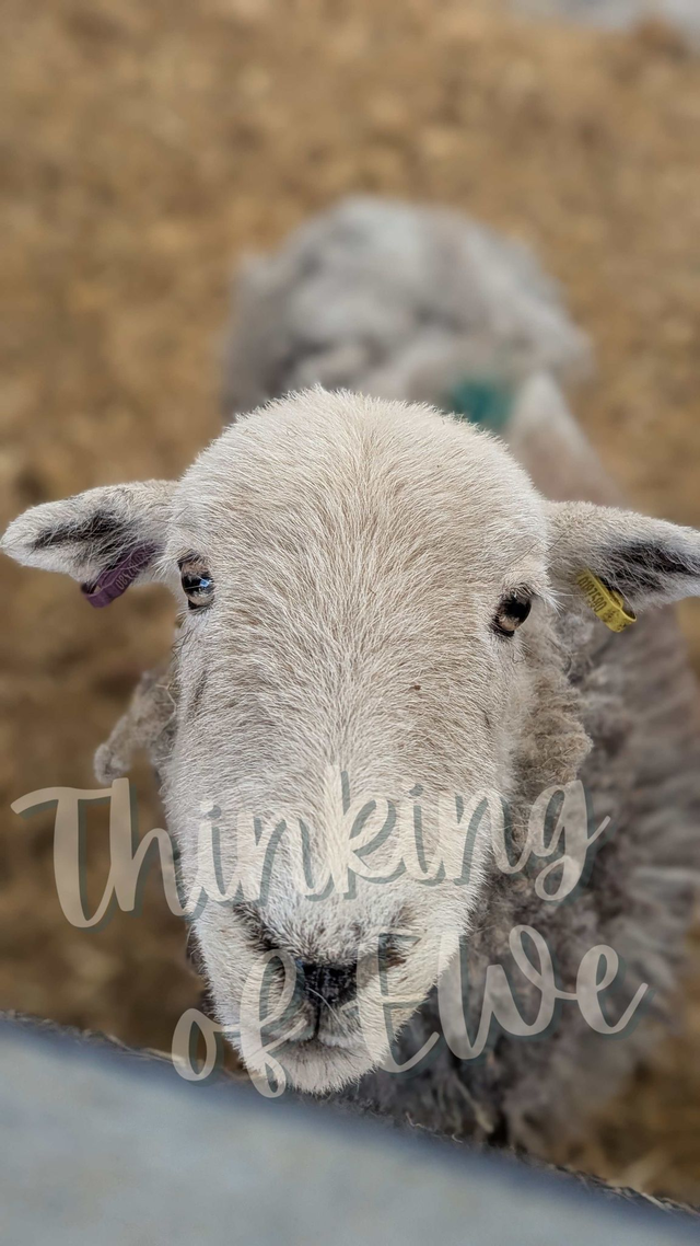 Herdy Greenlands - Handcrafted Reclaimed Wood