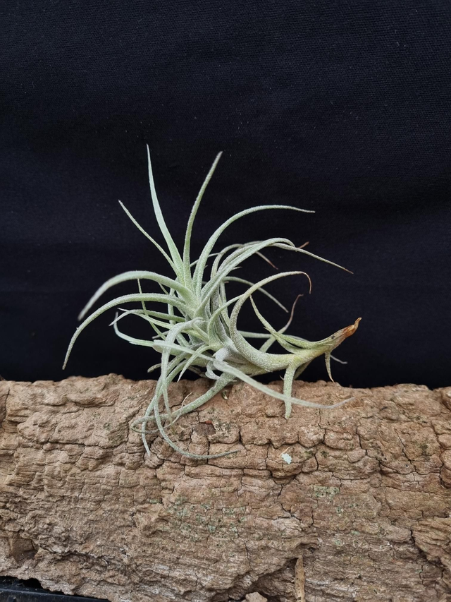 Tillandsia marconae
