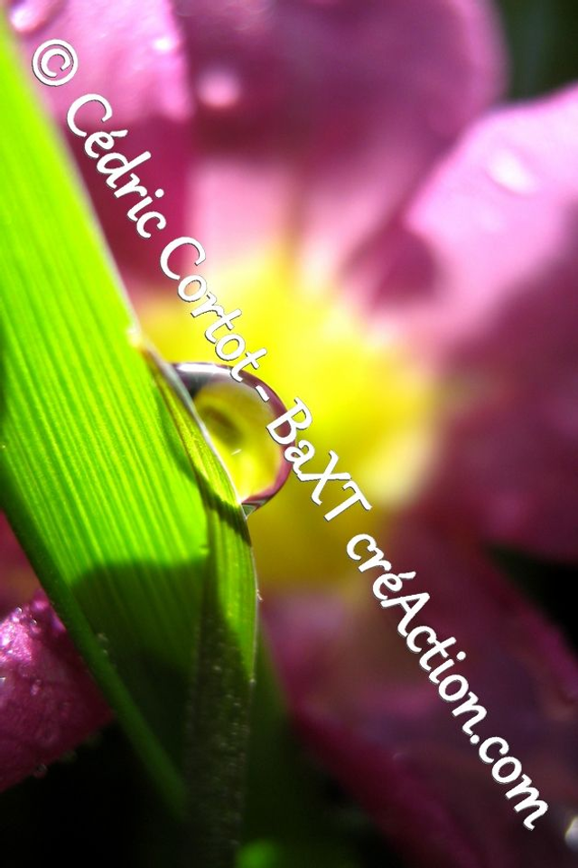 Impression sur alu dibond - Rosée et gouttes de pluie (ref 1917)