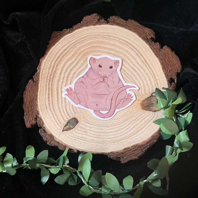 Sticker Rata // Rata calva