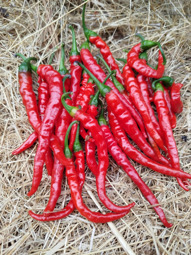 Piment de Cayenne
