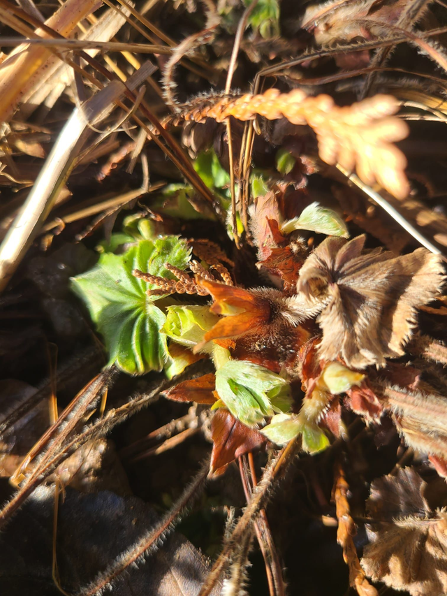 Comprendre et agir : pour booster sa vitalité printanière (atelier + programme télégramme)